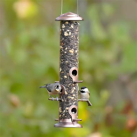Best Tube Bird Feeders | Perfect to Attract Small Birds