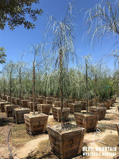 Acacia stenophylla - Devil Mountain Wholesale Nursery