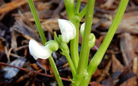 Image result for String Bean Funeral