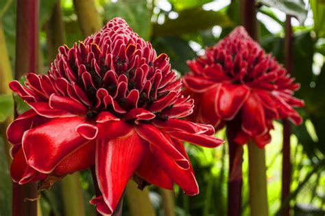 Plants That Grow In The Tropical Rainforests at Audrey Cunningham blog