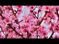 fiori di rosa fiori di pesco lucio battisti fiori rosa fiori di pesco lyrics fiori di rosa fiori di pesco lucio battisti fiori rosa fiori di pesco lyrics