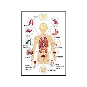 Anne Print Solutions® Body Parts Male Poster (Without Frame) For ...