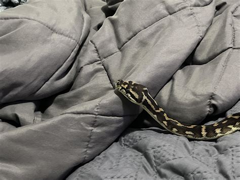 Image result for Irian Carpet Python