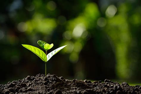 Image result for Plant 3D Python Script
