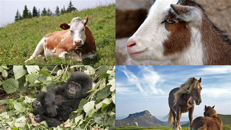 Browsing Animals 的图像结果