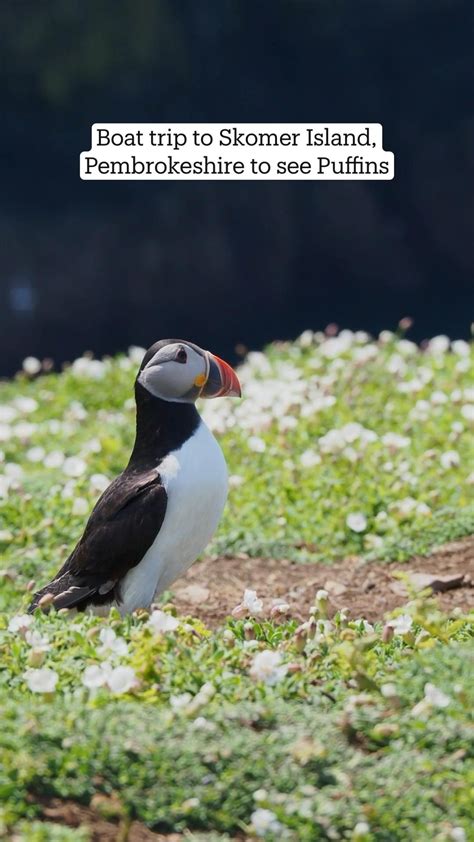 How to see puffins on skomer island pembrokeshire wales – Artofit