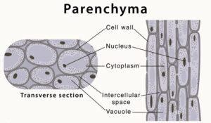 Parenchyma- Cells, Tissue, Meaning, Function, and Diagram