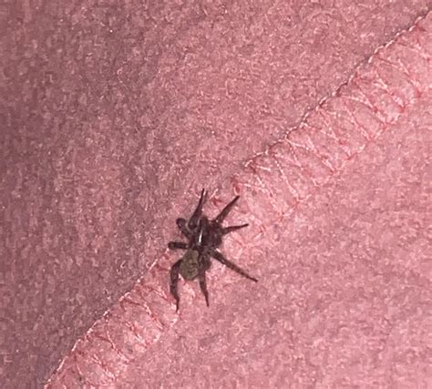 Little Spider found in my hair in Foco, Colorado. : r/bugidentification