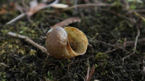Image result for Empty Snail Shell
