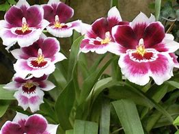 Image result for Happy Sunday Flowers