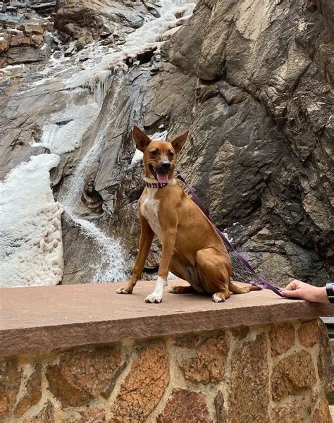 Image result for Boxer Mix Dogs