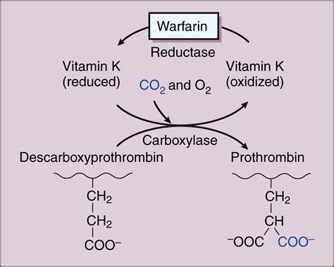 Warfarin Mechanism Of Action Animation