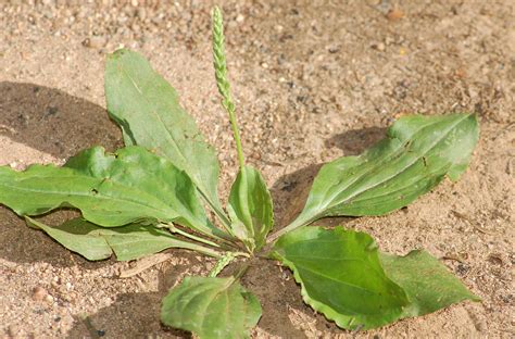 7 Common Types of Yard Weeds and How to Get Rid of Them