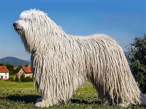 Komondor Dog Pictures