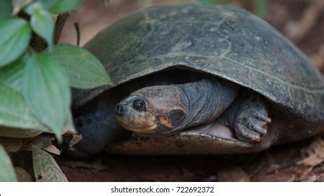 Image result for Turtle Pulled Inside Shell