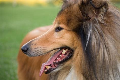 Image result for Dogs Insects