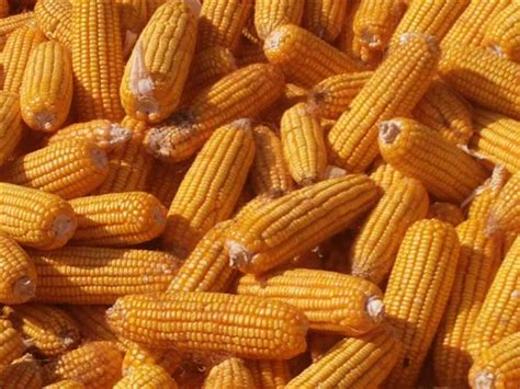 Corn 库存照片. 图片 包括有 素食主义者, 新鲜, 玉米棒, 成份, 商品, 玉米, 成熟, 食物 - 101819440