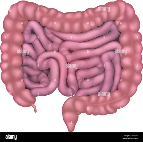 Human Small Intestine Anatomy