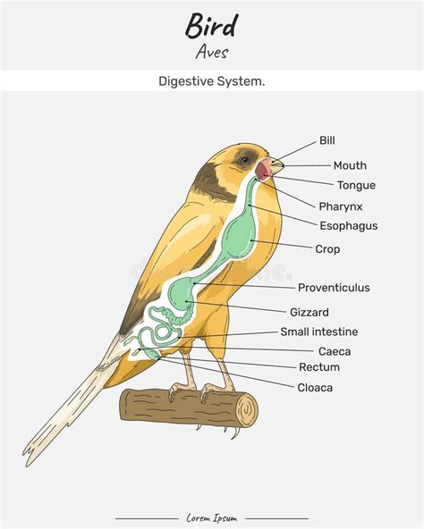 Image result for Bird Digestive System