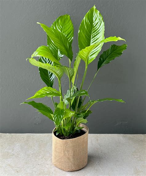 Large Peace Lily Plant – Hello Botanical