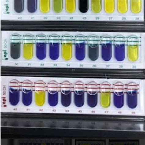 Image result for API Coryne