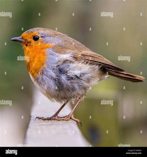 Image result for Robust Predictive Control Using Python