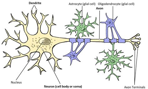 Brain Neuron 的图像结果