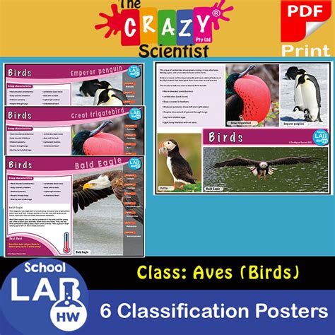 Image result for Classification Key for Birds