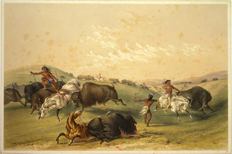 Which Native Tribe Hunted The Buffalo