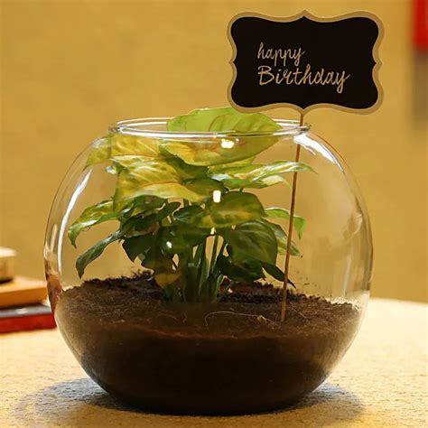 Birthday Special Syngonium Plant — Plan A Plant