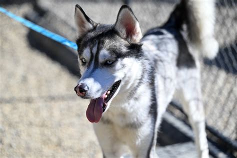 Asheville Humane Society | Adopt a pet