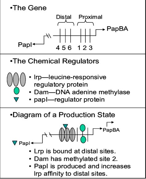 Structure of Pap Insurance 的图像结果