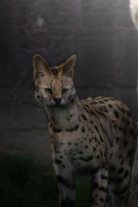 Talentirani Osječanin uhvatio impresivne kadrove u ZOO vrtu Osijek ...