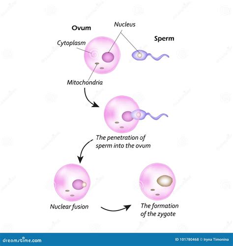 The Structure Of The Egg. Ovum Anatomy. Vector Illustration On Isolated Background ...