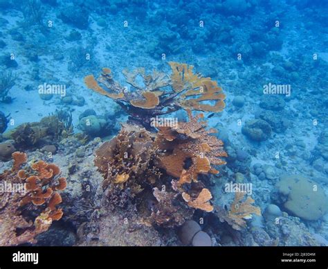 Corals are marine invertebrates within the class Anthozoa of the phylum Cnidaria. They typically ...