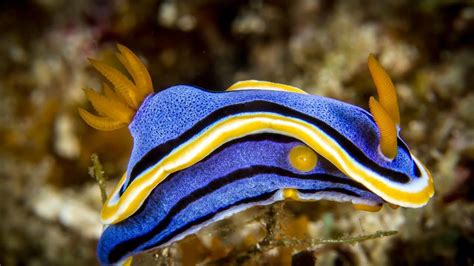 Colorful Fish 的图像结果