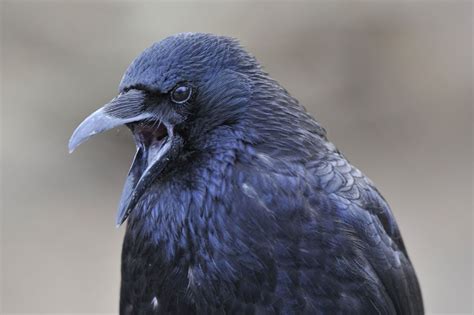 Screaming Crow | Crow photography, Crow, Raven bird