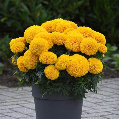 Buy Taishan Yellow Improved F1 African Marigold (PanAmerican Seed ...