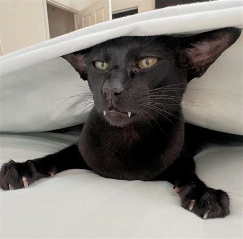 evil larry in 2025 | Cute creatures, Larry, Kitty