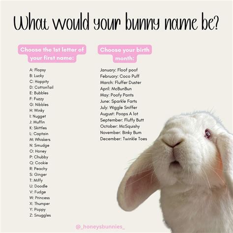 Bunny Names for Boy: 500+ Adorable Ideas in 2025 | Bunny names, Rabbit ...