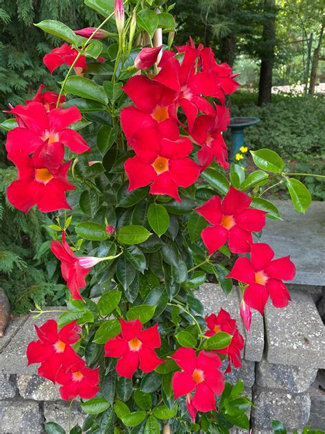 Mandevilla Plant Care Tips