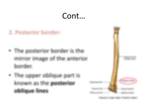 SOLUTION: Radius bone borders and surfaces - Studypool