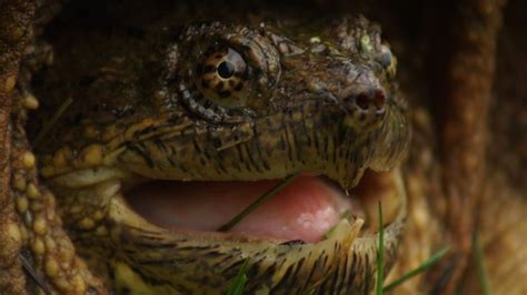 Image result for Snapping Turtle Bites