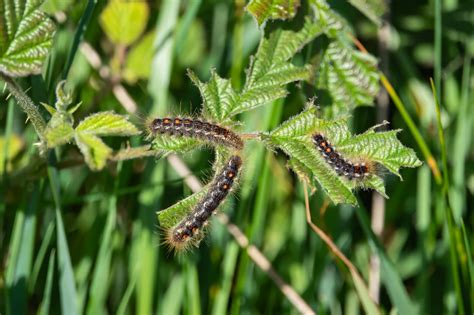 Image result for Moth Rash