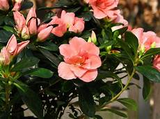 fiori azalee azalee piante appartamento azalee caratteristiche fiori azalee azalee piante appartamento azalee caratteristiche