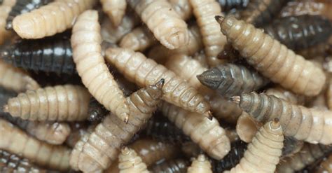 Maggot Pictures - AZ Animals