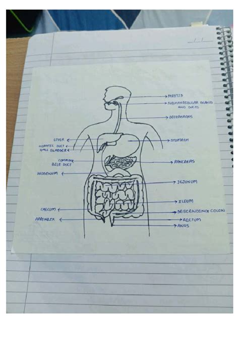 Digestive System Overview: BSc 1 Sem Handwritten Notes - Studocu