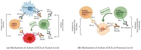 Immune Checkpoint Inhibitor-Induced Diabetes Mellitus: Potential Role ...