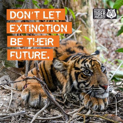 🚨Every tiger lost to poaching brings us closer to a world without ...