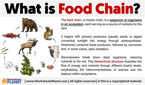 Science Food Chain 的图像结果